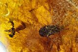 Polished Chiapas Amber With Insect Inclusion ( g) - Mexico #104278-1